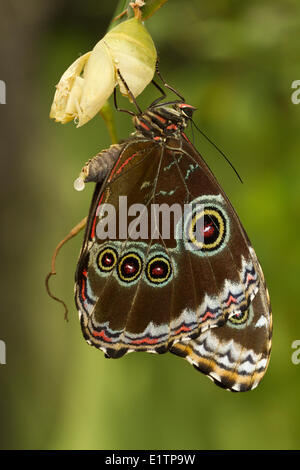 Papillon Tropical, espèce inconnu, Mindo, Equateur Banque D'Images