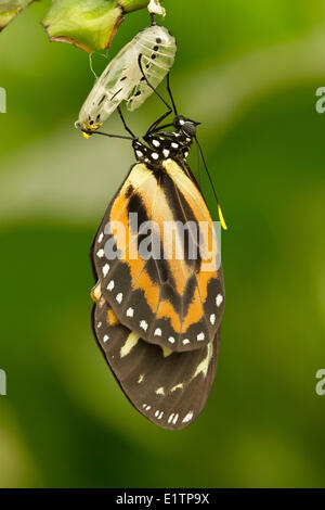 Papillon Tropical, espèce inconnu, Mindo, Equateur Banque D'Images