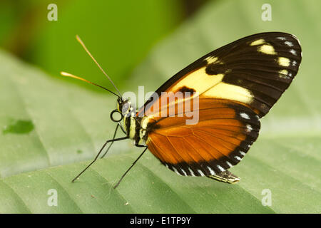 Papillon Tropical, espèce inconnu, Mindo, Equateur Banque D'Images