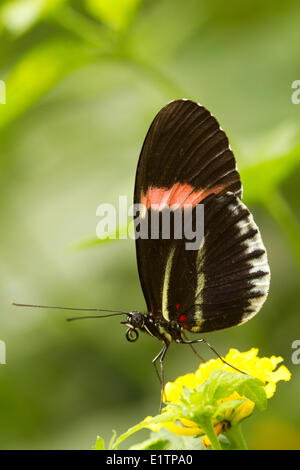 Papillon Tropical, espèce inconnu, Mindo, Equateur Banque D'Images