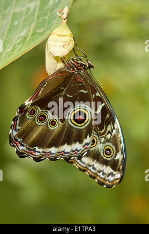 Papillon Tropical, espèce inconnu, Mindo, Equateur Banque D'Images