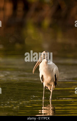 Stork Mycteria americana, bois, Everglades, Florida, USA Banque D'Images