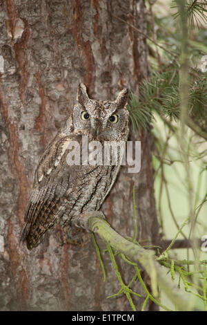 Western Screech Owl (intérieur), Megascops kennicottii macfarlanei, Centre de la Colombie-Britannique, Canada, Banque D'Images