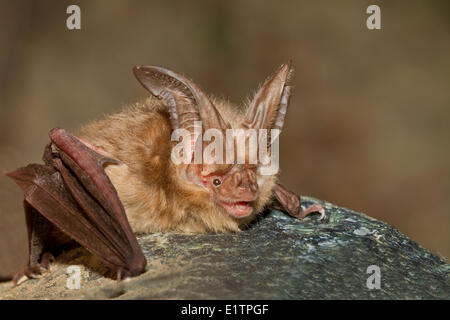 Big-Eared de Townsend, Corynorhinus townsendii Bat, Lillooet, C.-B., Canada Banque D'Images