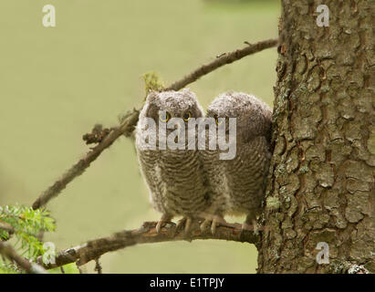 Western Screech Owl (intérieur), Megascops kennicottii macfarlanei, Centre de la Colombie-Britannique, Canada, Banque D'Images