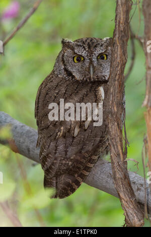 Western Screech Owl (intérieur), Megascops kennicottii macfarlanei, Centre de la Colombie-Britannique, Canada, Banque D'Images