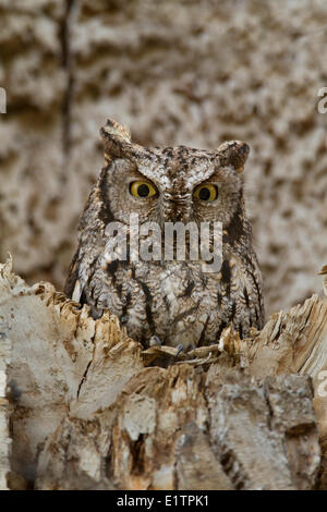 Western Screech Owl (intérieur), Megascops kennicottii macfarlanei, Centre de la Colombie-Britannique, Canada, Banque D'Images