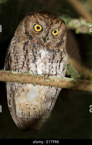 Western Screech Owl (zones côtières), Megascops kennicottii kennicottii, côte de la Colombie-Britannique, Victoria, Canada Banque D'Images