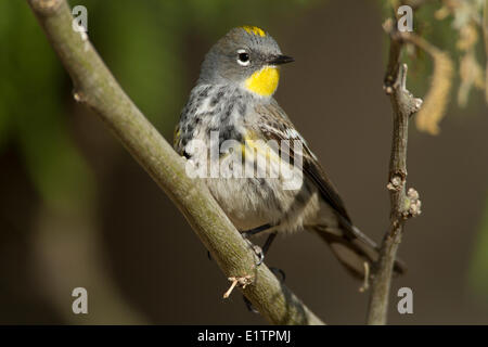 La Paruline à croupion jaune, Setophaga coronata, Arizona, USA Banque D'Images