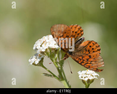 Bog Fritillary, Boloria eunomia sillon des Rocheuses, BC, Canada Banque D'Images