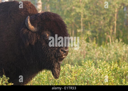 Bull, Bos bison bison, avec couvert de rosée, face Parc national Elk Island, en Alberta, Canada Banque D'Images