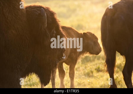 Bison mâle, Bos bison, bison femelle suivantes et de veaux au lever du soleil, le parc national Elk Island, en Alberta,Canada Banque D'Images