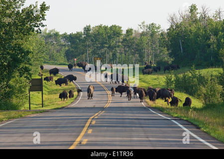 Troupeau de bisons, Bos bison, sur route, le parc national Elk Island, en Alberta, Canada Banque D'Images