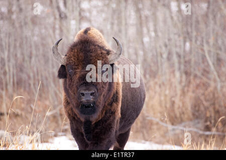 Bull, Bos bison bison, en hiver, le parc national Elk Island, en Alberta, Canada Banque D'Images