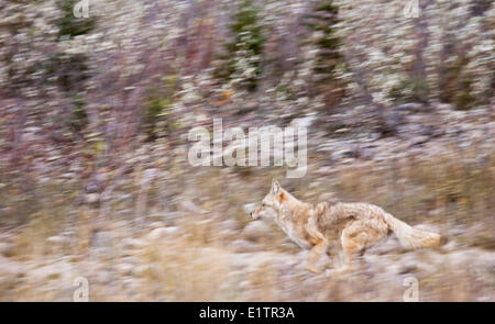 Le Coyote, Canis latrans, exécutant, Jasper National Park, Alberta, Canada Banque D'Images