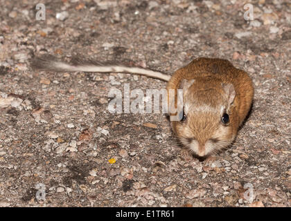 Rat kangourou d'Ord (Dipodomys ordii), Arizona, USA, Banque D'Images