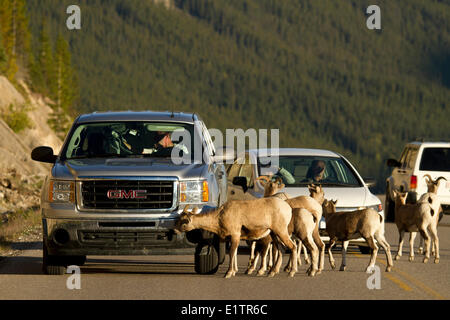 Rocky Mountainsheep , Ovis canadensis, Jasper NP, Alberta, Canada Banque D'Images