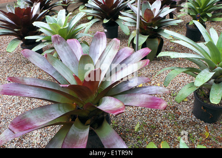Bromeliads dans Australian Garden Center à Terrey Hills, Sydney, NSW, Australie Banque D'Images
