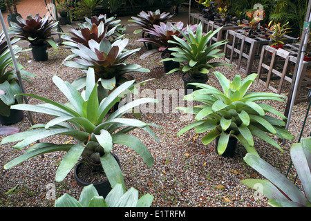Bromeliads dans Australian Garden Center à Terrey Hills, Sydney, NSW, Australie Banque D'Images