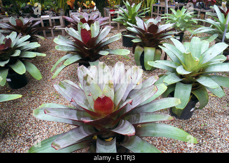 Bromeliads dans Australian Garden Center à Terrey Hills, Sydney, NSW, Australie Banque D'Images