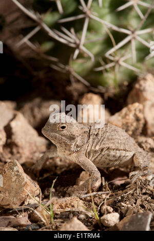 Grand iguane à petites cornes, Phrynosoma hernandesi, Texas, États-Unis Banque D'Images