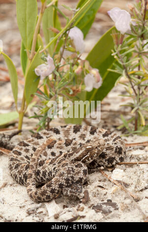 Pigmy est, Sistrurus miliarius, Florida, USA Banque D'Images