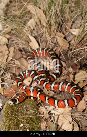 La montagne de Sonora Kingsnake, Lampropeltis pyromelana pyromelana, Arizona, USA Banque D'Images