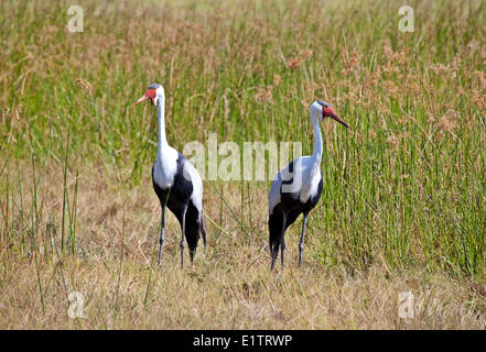 Grue caronculée, bugeranus carunculatus, Delta de l'Okavango, Moremi, Botswana, Africa Banque D'Images