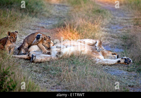 Lionne avec descendance, Parc National de Moremi, Okavango Delta, Botswana, Africa Banque D'Images