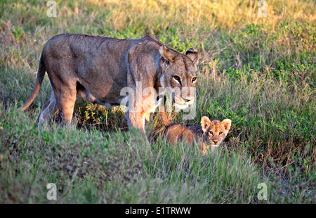 Lionne avec descendance, Parc National de Moremi, Okavango Delta, Botswana, Africa Banque D'Images