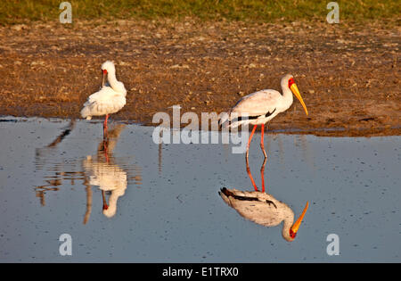 Yellow-Billed Stork et African Spoonbill, Moremi National Park, Botswana, Africa Banque D'Images