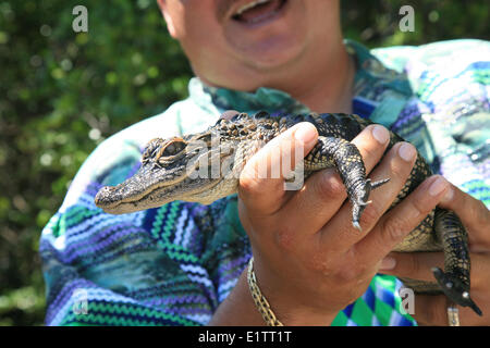 Alligator, Crocodylus acutus, Parc National des Everglades, UNESCO World Heritage Site, Florida, USA Banque D'Images