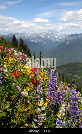 Fleurs sauvages sur Virginia Peak, près de New Denver BC, Canada Banque D'Images