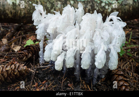 L'usine fantôme Indian Pipe ou Corpse Monotropa uniflora plante une plante herbacée éternelle de l'île de Vancouver, British Columbia Canada Banque D'Images