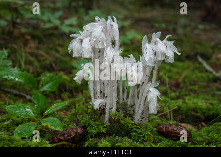 L'usine fantôme Indian Pipe ou Corpse Monotropa uniflora plante une plante herbacée éternelle de l'île de Vancouver, British Columbia Canada Banque D'Images