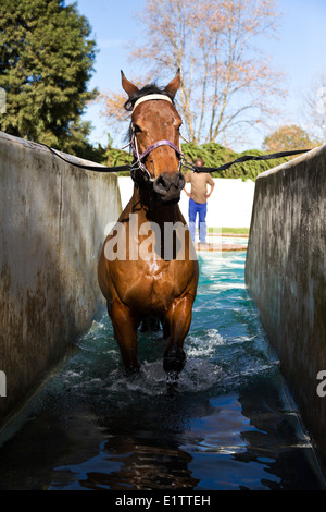 Cheval de l'exercice utilisée pour la réhabilitation des chevaux se remettent d'une blessure Banque D'Images