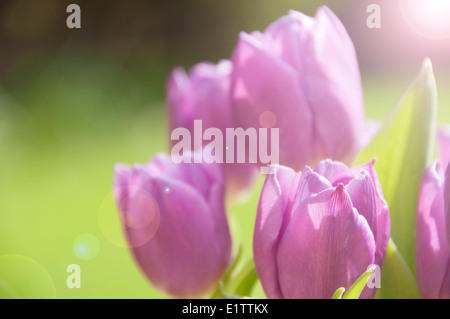 Tulipes roses poussant dans un jardin ensoleillé Banque D'Images