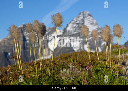 Anemone Anemone occidentalis Western, et le mont Sir Donald, Glacier National Park, British Columbia, Canada Banque D'Images