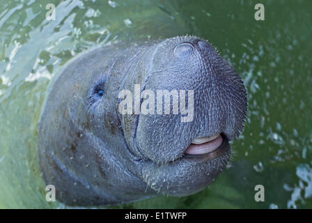 Un homme en danger lamantin des Antilles (Trichechus manatus) que l'on s'occupe de la réadaptation à un composé dans les lagunes Guerrero Banque D'Images