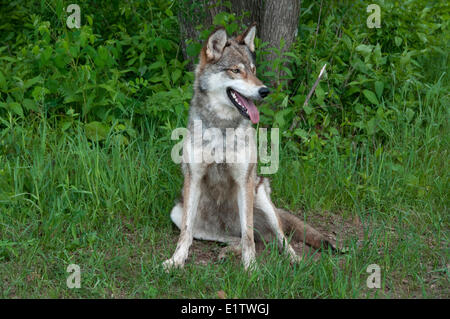 Loup gris assis dans l'herbe d'été vert ; Minnesota ; (Canis lupus) Banque D'Images