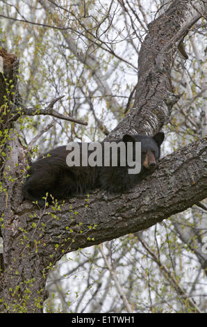 L'ours noir américain sauvage échappant au repos bugs ; couché sur un grand arbre branche Ursus americanus Parc provincial Sleeping Giant. Banque D'Images