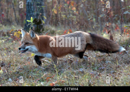 La chasse au renard rouge jusqu'à l'automne ; les graminées (Vulpes vulpes) ; au Minnesota Banque D'Images