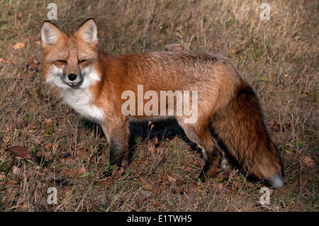 Red Fox à l'automne ; les graminées (Vulpes vulpes) ; au Minnesota Banque D'Images