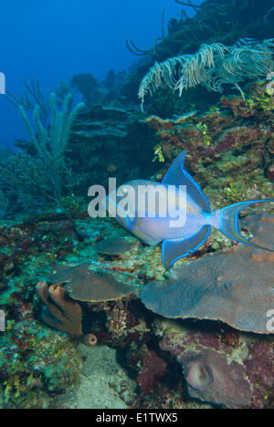 Un lit Queen triggerfish (Balistes vetula) sur la santé des récifs de corail à San Pedro, Belize Banque D'Images