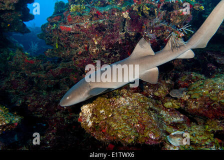 Un requin nourrice (Ginglymostoma cirratum) glisse le long de la barrière de corail à San Pedro, Belize Banque D'Images