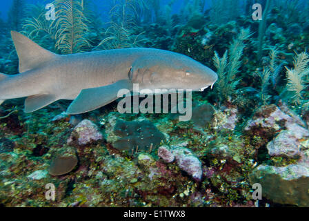 Un requin nourrice (Ginglymostoma cirratum) glisse le long de la barrière de corail à San Pedro, Belize Banque D'Images