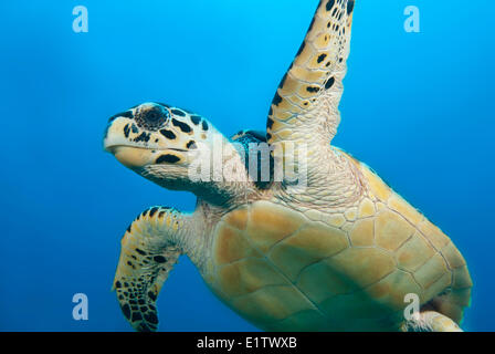Une espèce en voie de la tortue imbriquée (Eretmochelys imbricata) nage dans l'océan ouvert près de San Pedro, Belize Banque D'Images