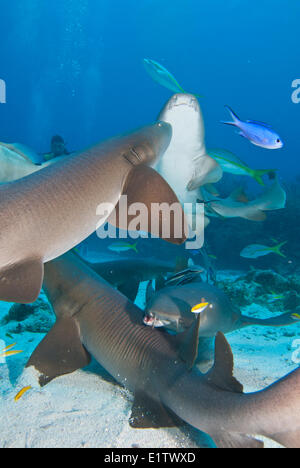 Un groupe d'infirmières (Ginglymostoma cirratum requin) se réunissent à la recherche de nourriture dans la région de San Pedro, Belize Banque D'Images