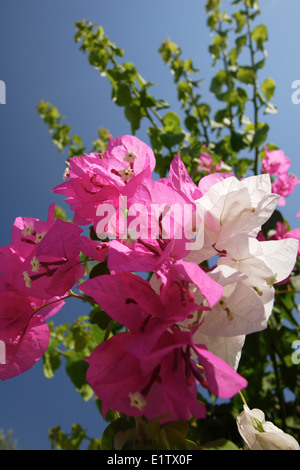 Rose blanc fleurs, Rhodos Island - Pefki - Lardos Bay - Grèce - Banque D'Images