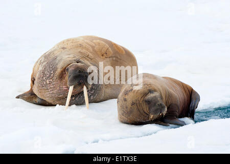 Les morses de l'Atlantique (Odobenus rosmarus), le repos sur la banquise, Svalbard, Archieplago Arctique norvégien Banque D'Images